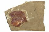 Partial Leaf (Betula?) Fossil - McAbee, BC #262217-2
